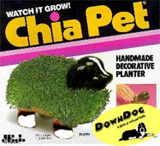 chia pet